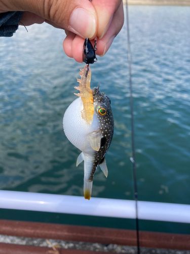 クサフグの釣果