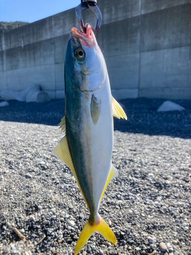 イナダの釣果