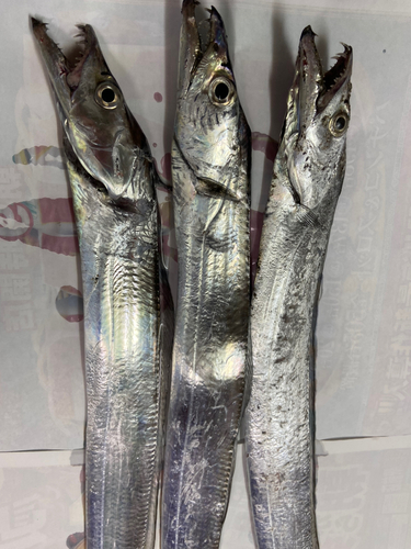 タチウオの釣果