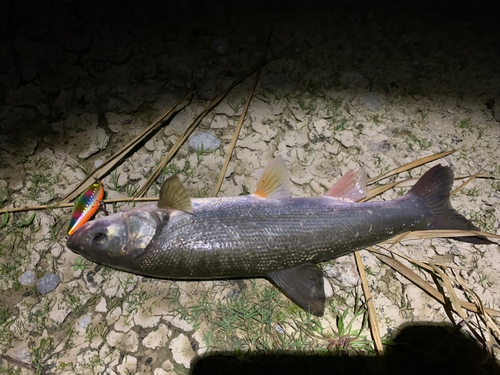 スズキの釣果