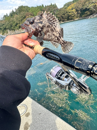 ムラソイの釣果