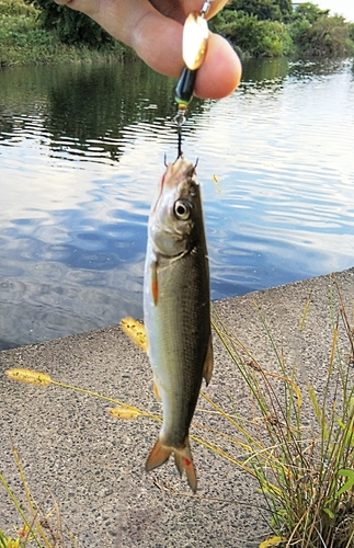 ウグイの釣果