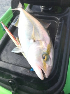 ショゴの釣果