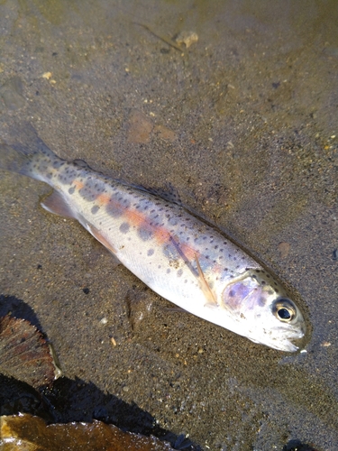 アメマスの釣果