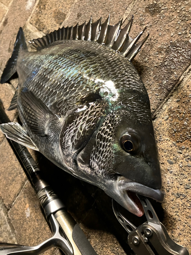 チヌの釣果