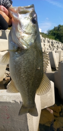 ラージマウスバスの釣果