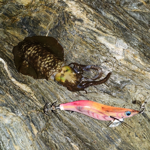 アオリイカの釣果