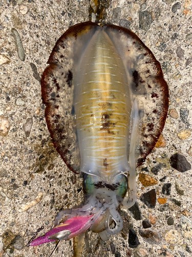 アオリイカの釣果