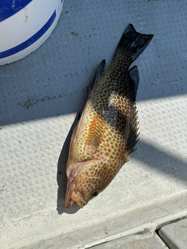 オオモンハタの釣果