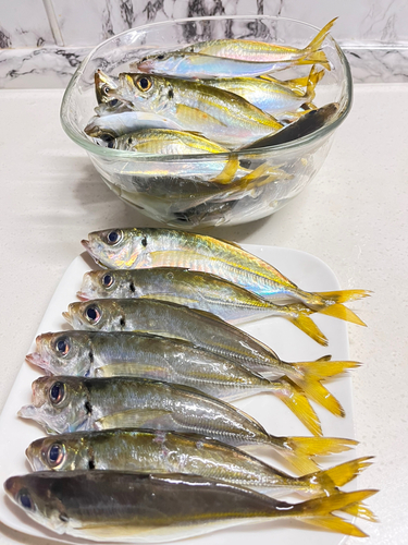 アジの釣果