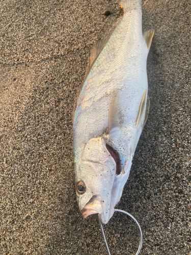 ニベの釣果