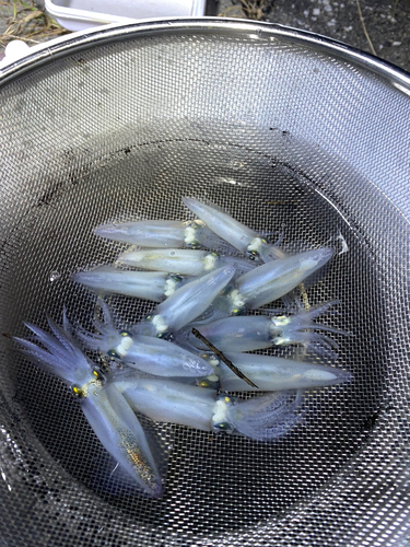 ヒイカの釣果