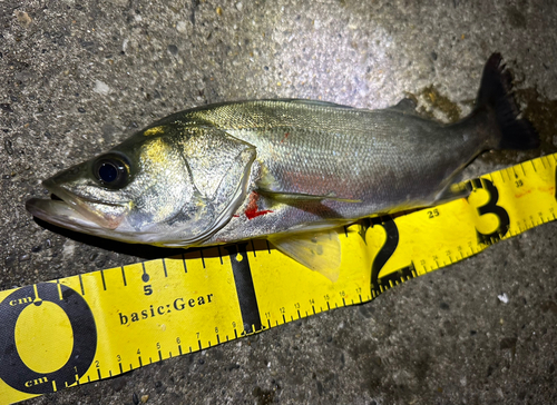 シーバスの釣果