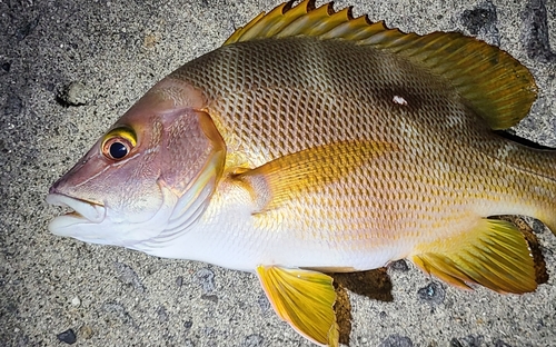 シブダイの釣果