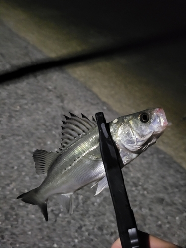 セイゴ（マルスズキ）の釣果