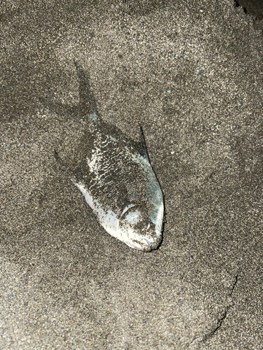 コバンアジの釣果