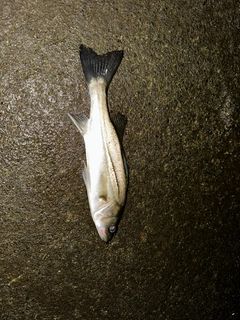 セイゴ(マルスズキ)の釣果