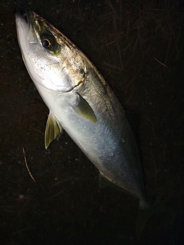 ツバスの釣果