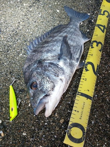 チヌの釣果