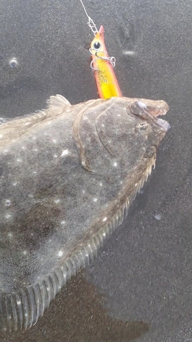 ヒラメの釣果