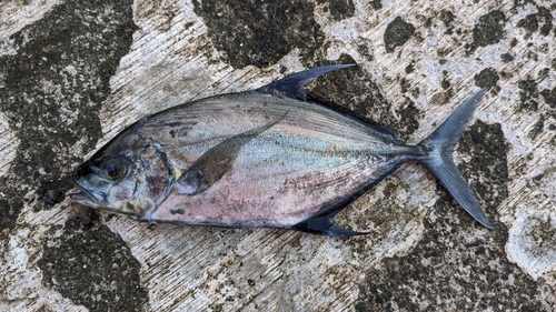 ナンヨウカイワリの釣果