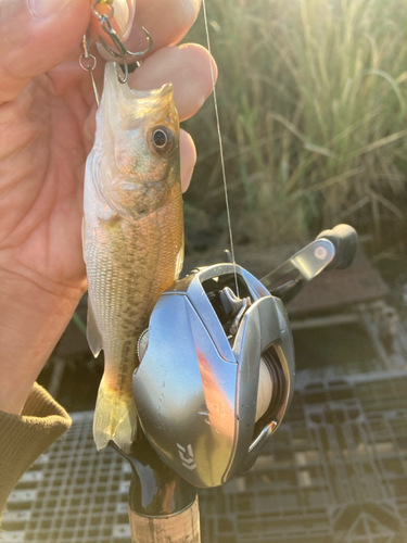 ラージマウスバスの釣果