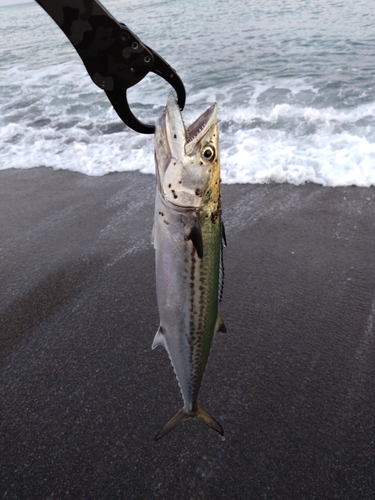 サゴシの釣果