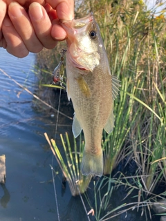 ラージマウスバスの釣果