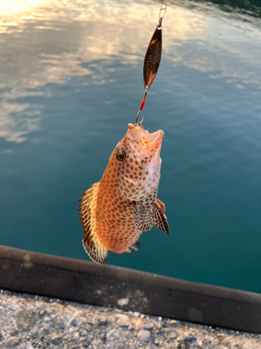 オオモンハタの釣果