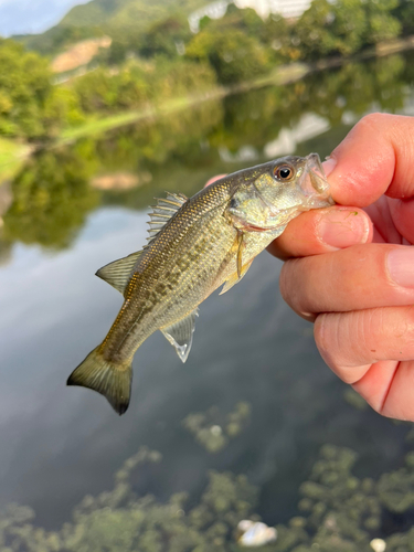 ラージマウスバスの釣果