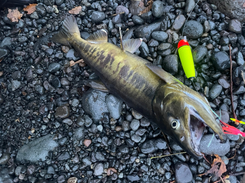 シロザケの釣果