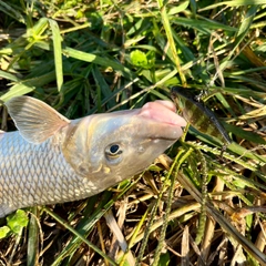 ニゴイの釣果