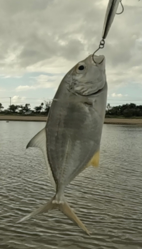 メッキの釣果