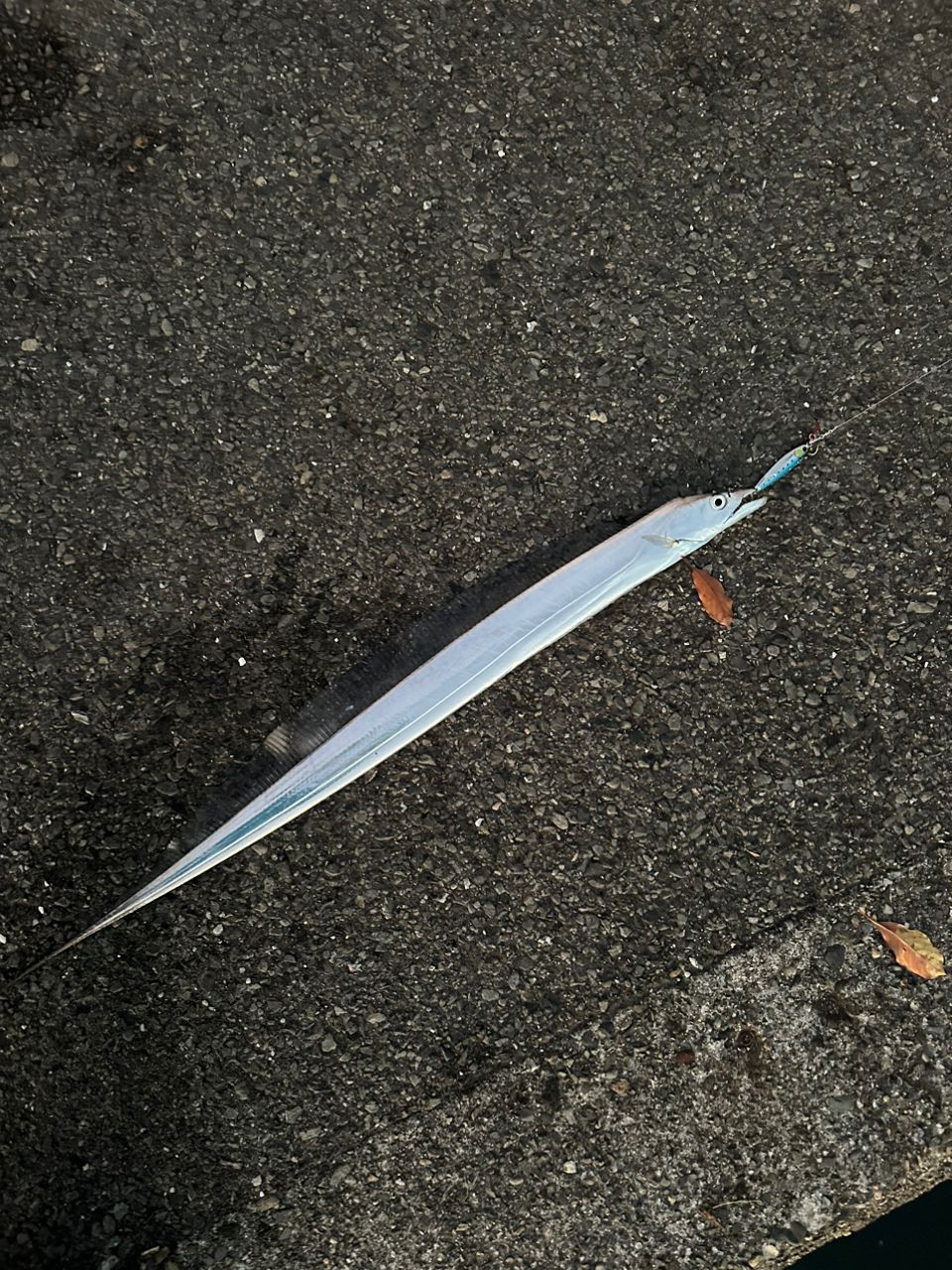 タチウオ