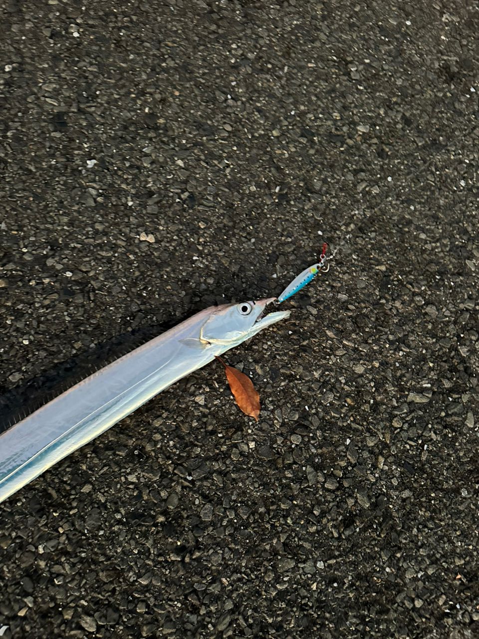 タチウオ