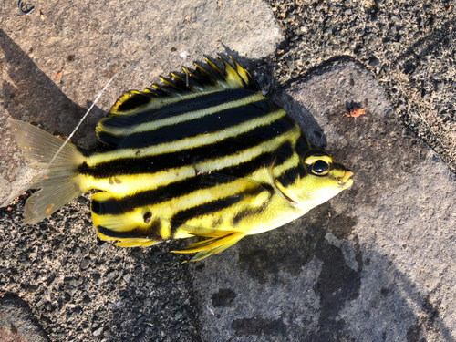 カゴカキダイの釣果