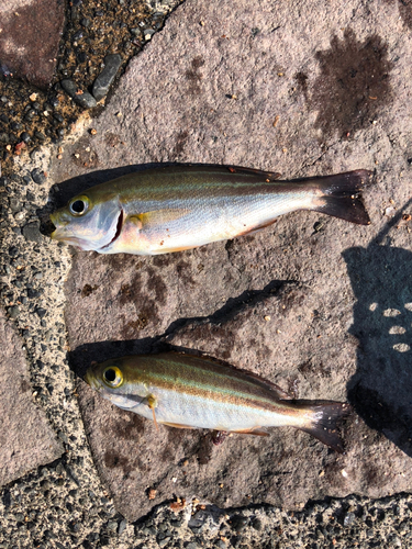 イサキの釣果