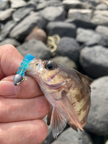 アカメバルの釣果