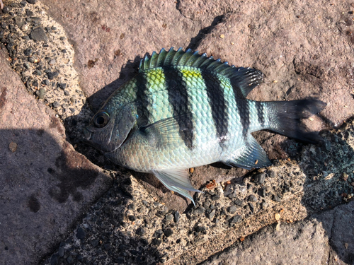 オヤビッチャの釣果