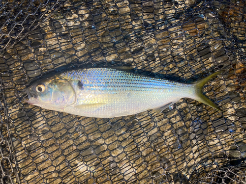 コノシロの釣果