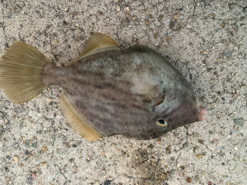 カワハギの釣果