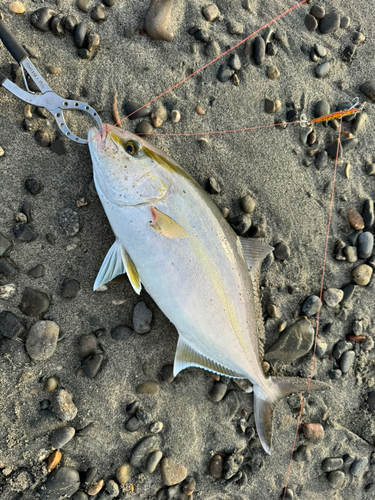 ショゴの釣果