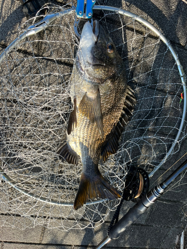 チヌの釣果