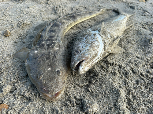 マゴチの釣果