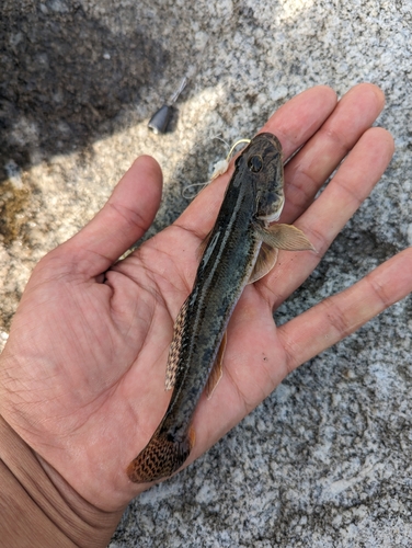 マハゼの釣果