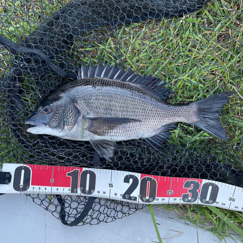 クロダイの釣果