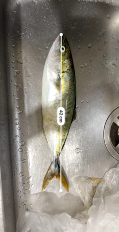 ハマチの釣果