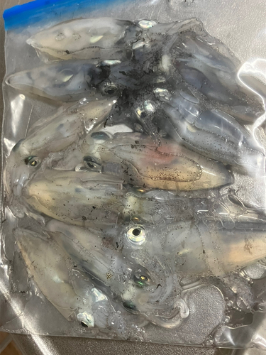 マメイカの釣果