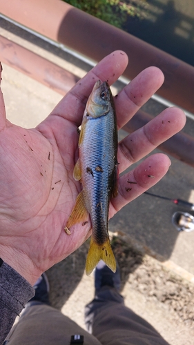 カワムツの釣果