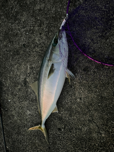 ハマチの釣果